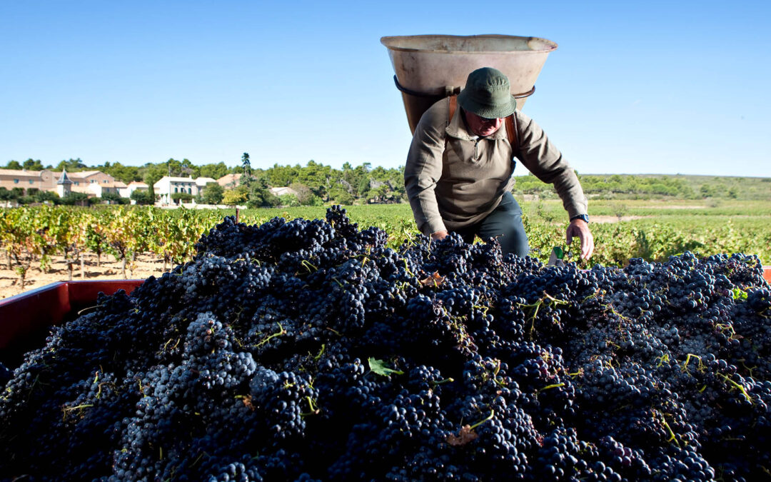 Vendanges 2021 – du jamais vu! | Le mot du régisseur
